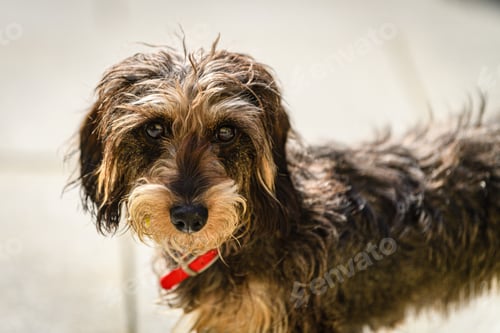 Visualização: a miniature dachshund portrait