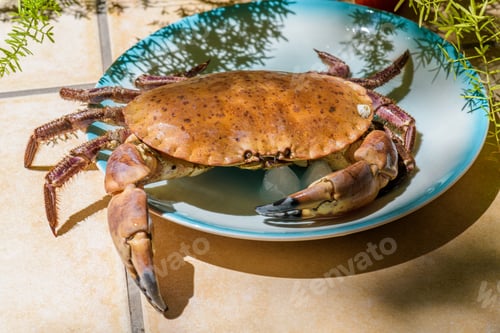Preview: Fresh raw edible brown sea crab Cancer Pagurus on a beige tiles kitchen table background