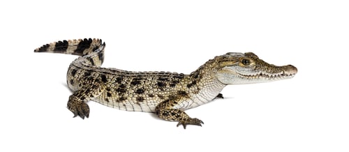Preview: Standing Philippine crocodile, crocodylus mindorensis, isolated on white