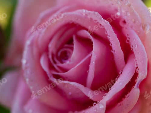 Preview: Garden Rose