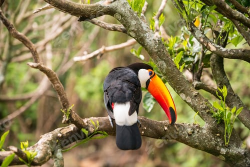 Preview: toucan, bird, colours, tropics