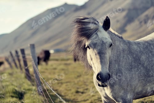 Preview: Icelandic horse, Snaefellsnes Peninsula, Iceland