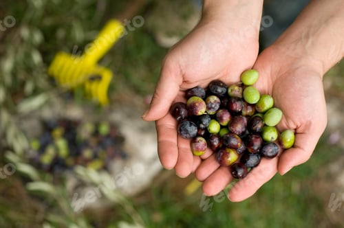 Preview: Fresh olives