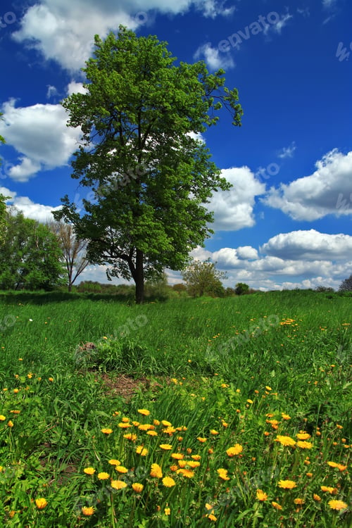 Tree in a field with dandelions