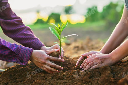 Preview: Two people are planting a tree together