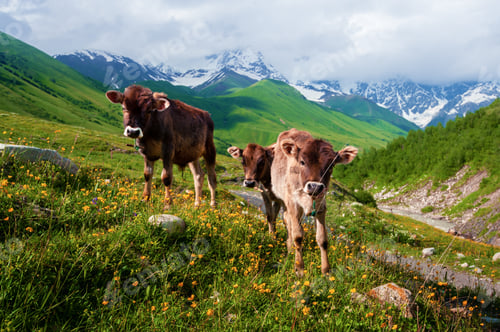 Preview: Calves on summer pasture o