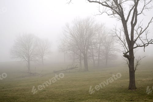 Preview: Barren trees in a field in the fog