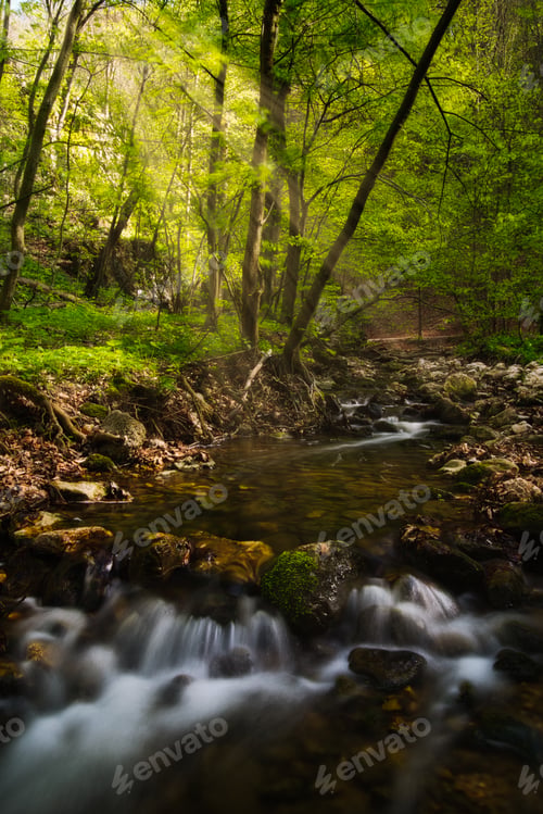 Preview: Flowing stream in the beautiful green forest