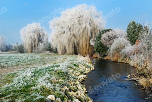 Preview: Weeping willow
