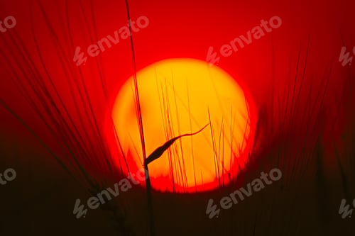 Preview: Summer Sun Shining Through Young Wheat Sprouts. Sunset Sunrise Sun. Close up