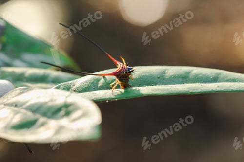 Preview: Curved Spiny Spider on the leaves