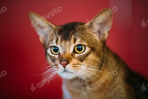 Preview: Close Up Portrait Of Abyssinian Cat Kitten