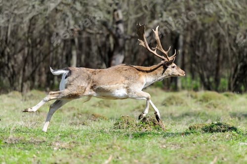 Preview: Deer in forest