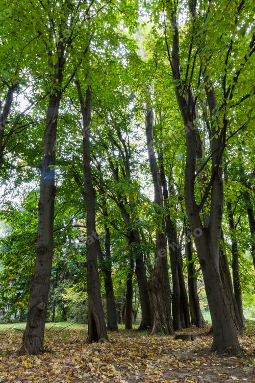Preview: forest