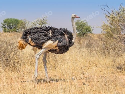 Preview: Male Ostrich in the Kalahari