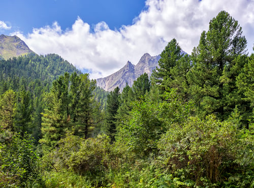Preview: Green Mountain Taiga