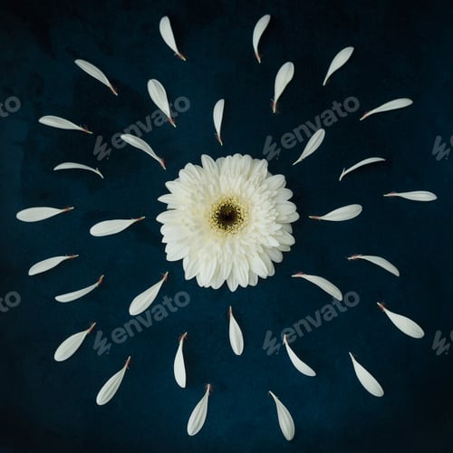 Preview: White flower