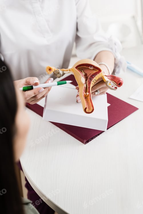 Preview: Gynecology visit with realistic uterus model displayed on white background