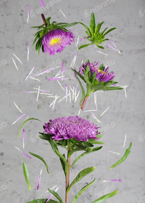 Preview: Purple Chrysanthemum Flowers
