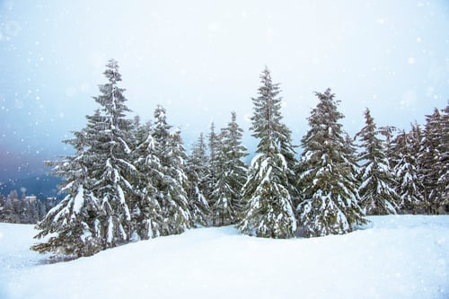 Preview: Beautiful harsh view of fir trees in the snow