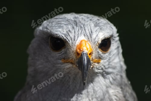 Preview: Close up shot of a grey falcon