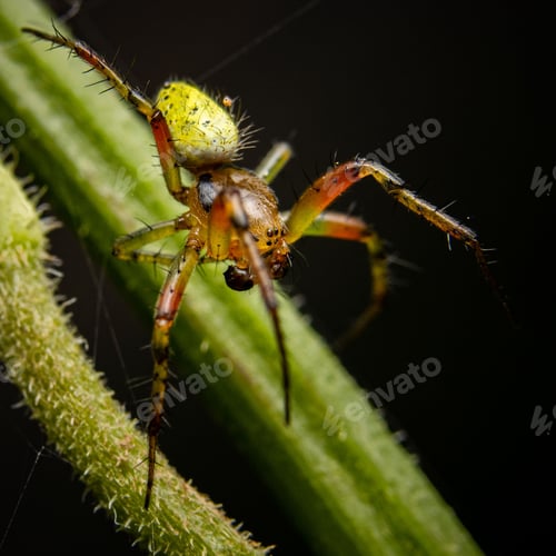 Preview: Macro shot of Araniella opisthographa, an orb weaver in the spider family Araneidae.