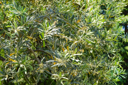 Preview: Background of olive leaves, flowering olive branches on a sunny day