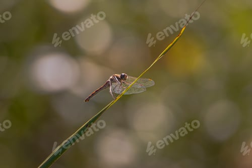Preview: Closeup shot of an dragonfly insect with interesting patterns on its body sitting on a tree leaf