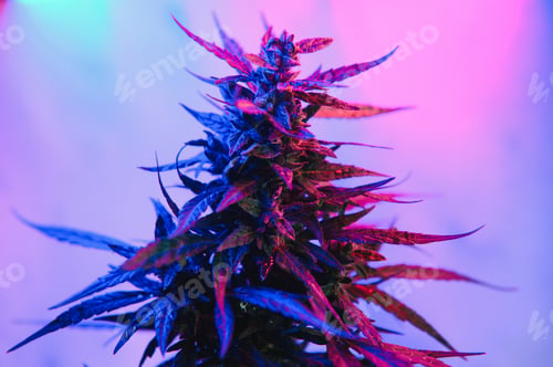 Preview: Cannabis Marijuana plant in Vaporwave deep purple neon style.