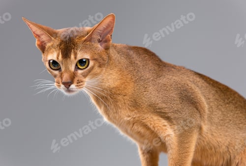 Preview: Purebred Abyssinian Young Cat Portrait On Gray Background
