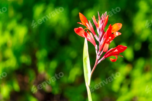 Preview: Red Canna flower growing. Sunny summer day. Front view.