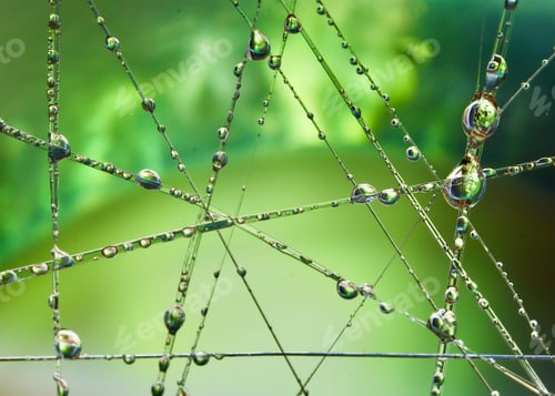 Preview: nature, web, spider, abstract, insect, drop, water, green, life, outdoors, macro, dew, wet, summer,
