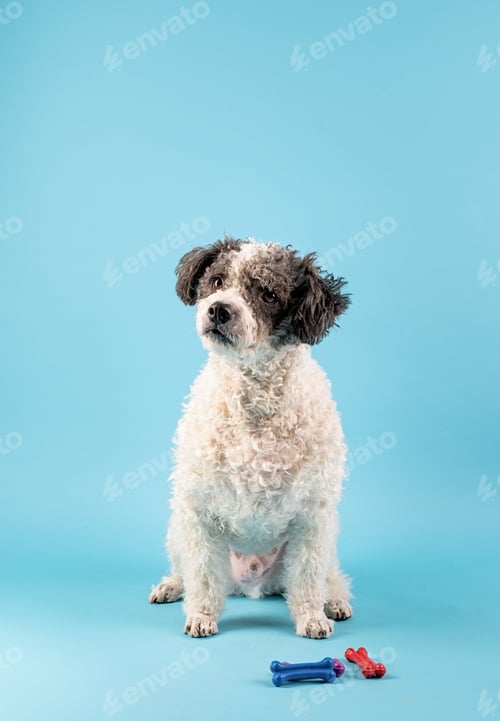 Preview: Mixed breed cute dog portrait on blue background