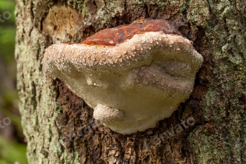Preview: Parasitic mushroom