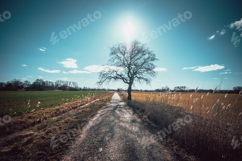 Preview: Scenic view of a dirt road in a green field in the countryside of Germany