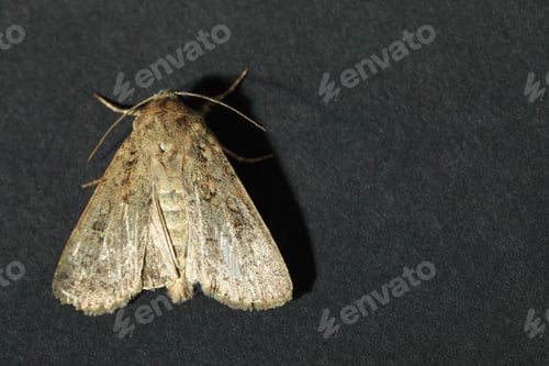 Preview: Paradrina clavipalpis moth on black background, top view. Space for text