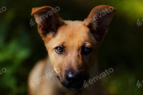 Preview: little ginger puppy outdoors in summer