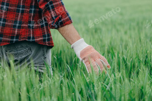 Preview: Agronomist walking through green wheat field and examining plantation