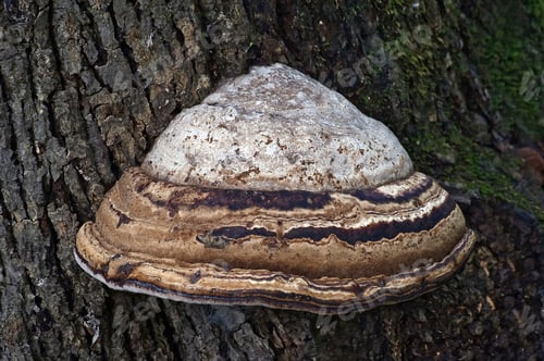 Preview: Artist’S Conk Fungus (Ganoderma Applanatum). Known Also As Artist’S Bracket And Bear Bread.
