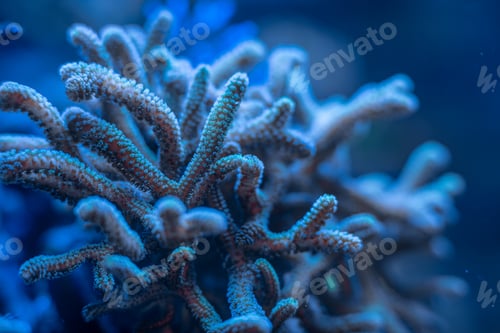 Preview: marine SPS coral Seriatiopora, Acropora macro photo, selective focus