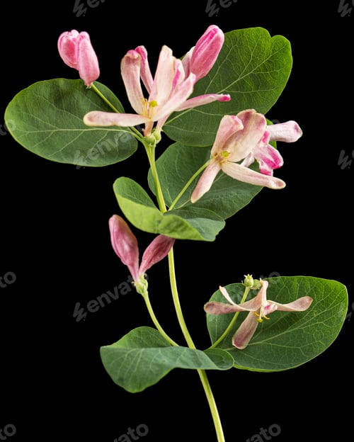 Preview: Flowers of Tatar honeysuckle, lat. Lonicera tatarica, isolated on black background