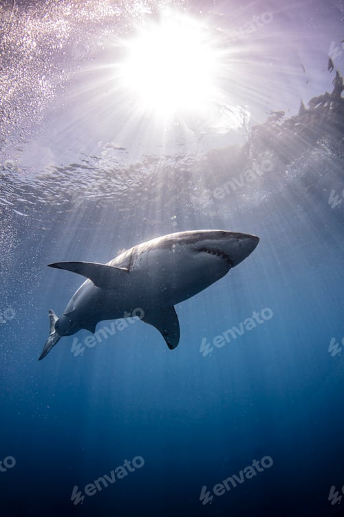 Preview: Mexico, Guadalupe Island, Great white shark underwater