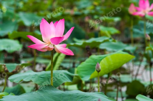 Preview: Asian pink lotus flower