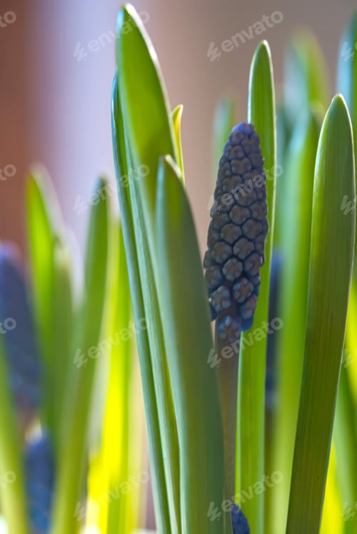 Preview: Purple flowers in a pot on the background of a home interior
