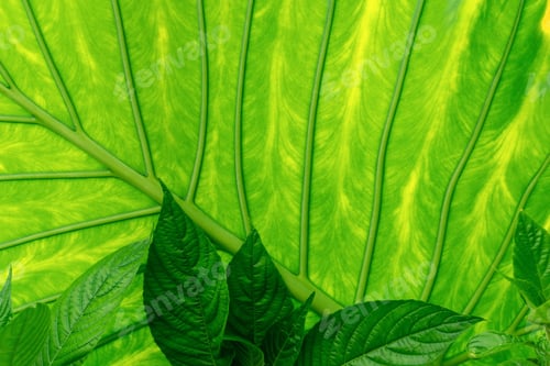 Preview: Closeup of tropical leaf