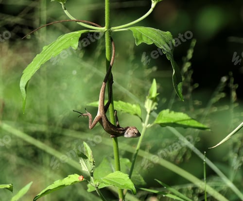 Preview: Lizard hanging upside down on a green plant in a sunlit garden