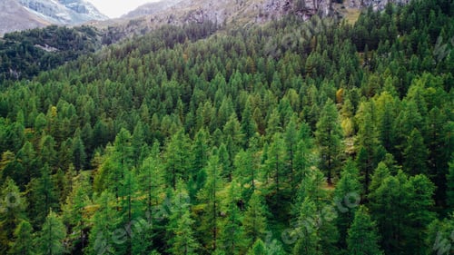 Preview: Green coniferous forest.