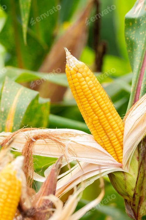 Preview: yellow cob of sweet corn on the field. Collect corn crop