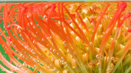Preview: Beautiful flower with stamens under water. Stock footage. Exotic bright flower under water with