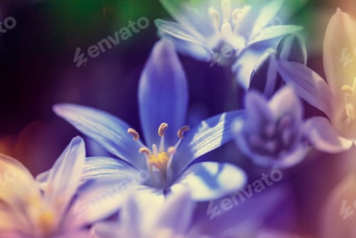 Preview: Flowers